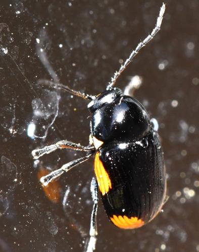 Cryptocephalus moraei
